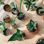 Mouldy houseplants? Here’s how to fix it